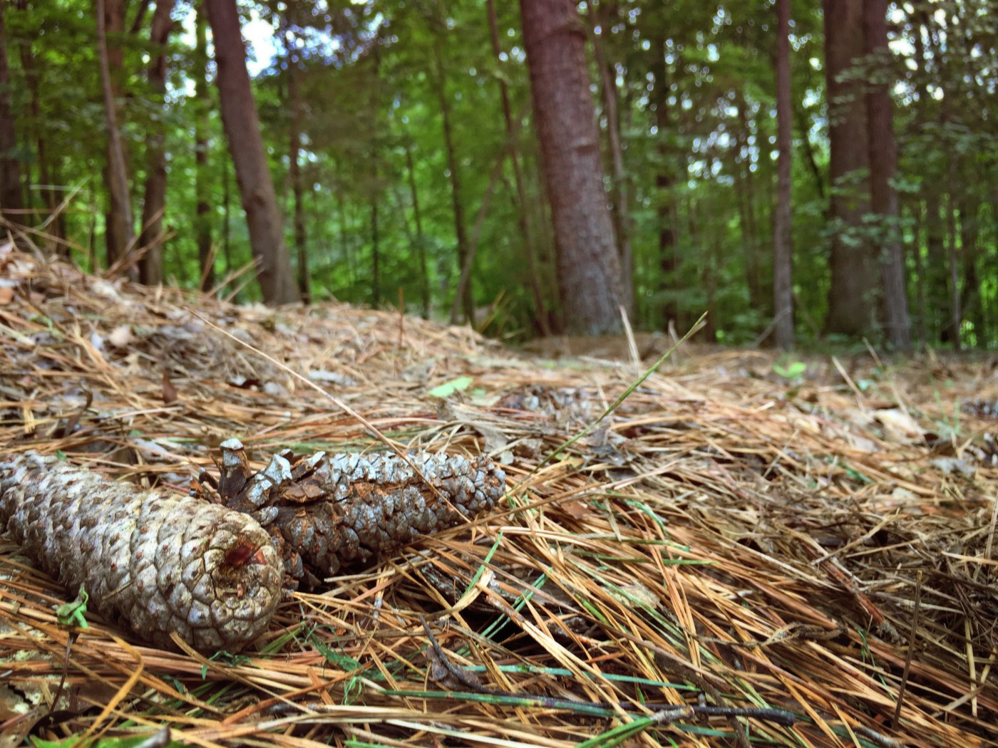 Pine Cones & Pine Straw